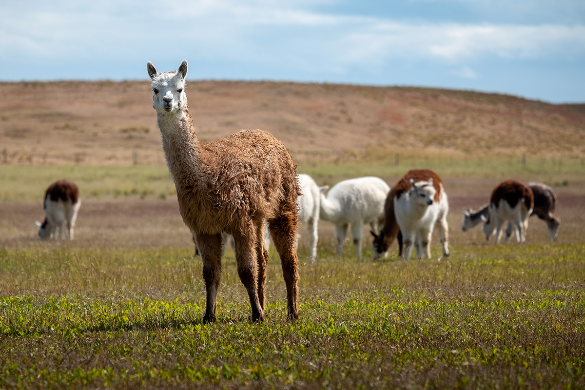 Quelques lamas.