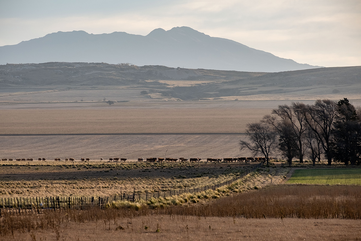 19-07-08---Vaches-aux-champs-(La-Punilla,-Argentine).jpg