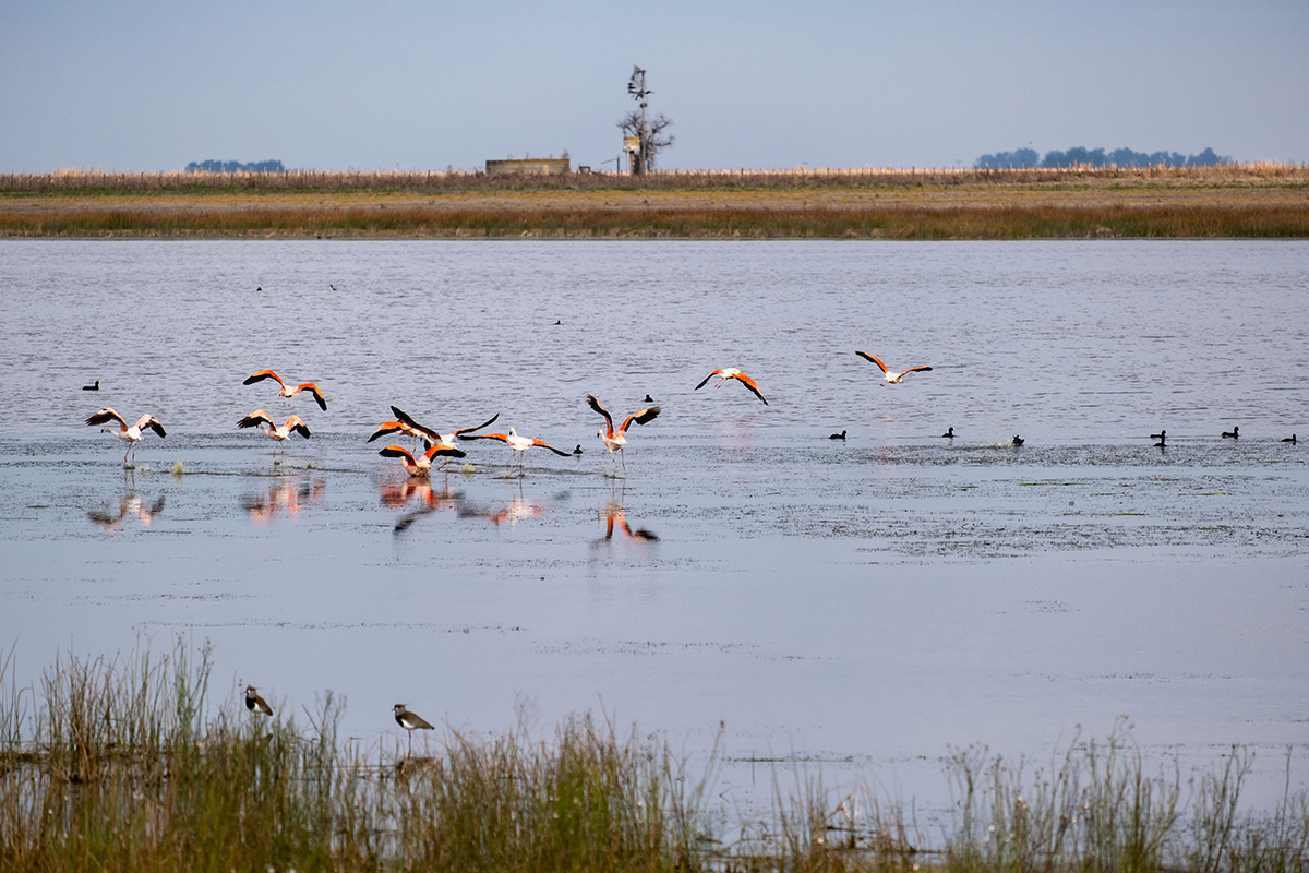 Quelques flamands s’envolent d’un lac.