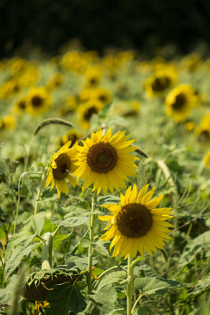 JBR 21-08-26 - St-Ours farm - Sunflower field 2 (St-Ours)_1200px.jpg