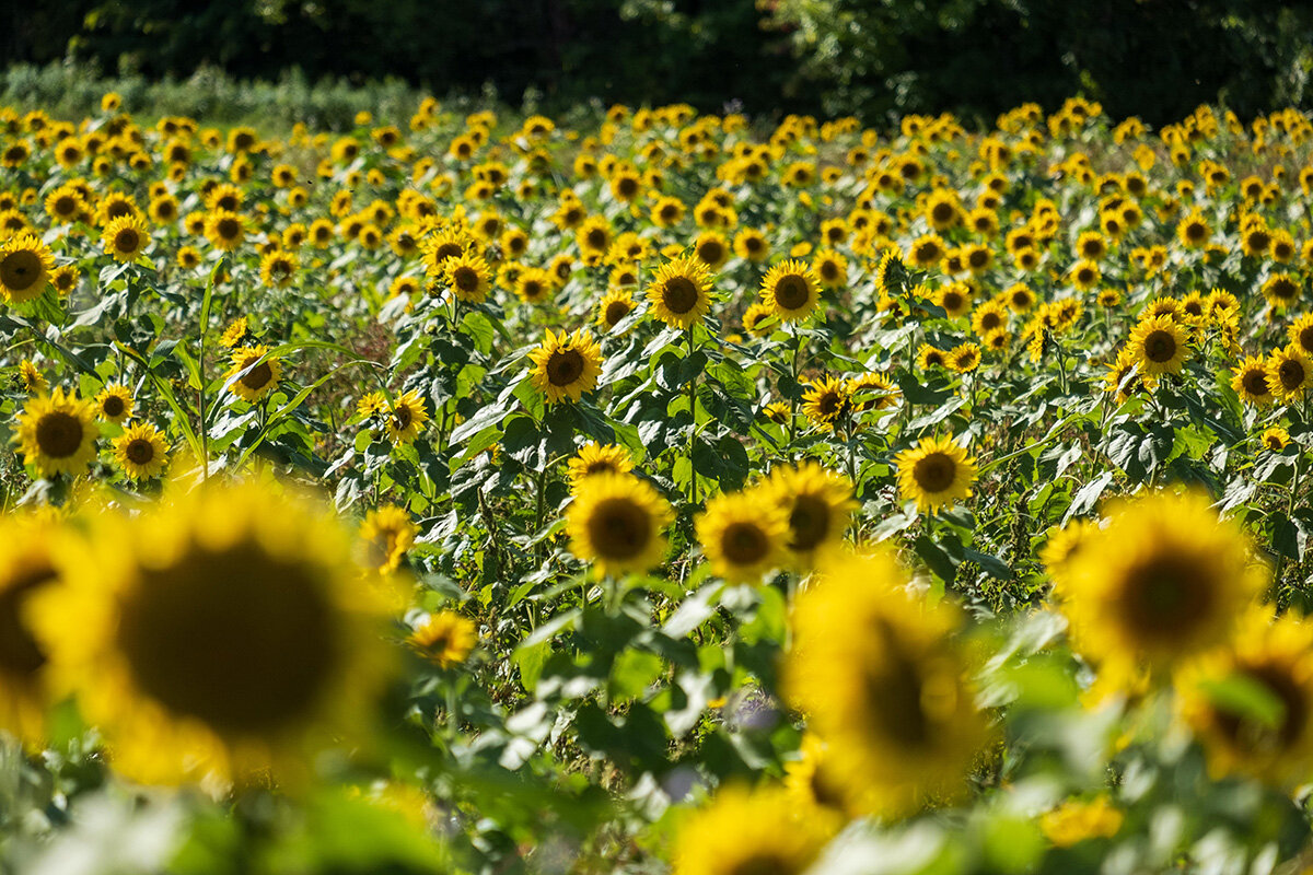 20-09-19 - Sunflower field 2 (Oka)_1200px.jpg