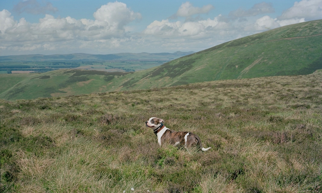 Off+leash+dog+walking+and+socialisation+edinburgh.jpeg