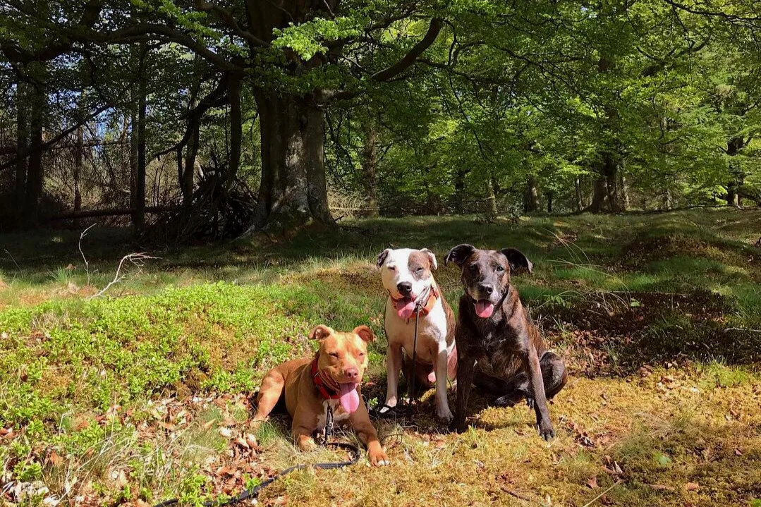 Staffie%252BBully%252BRescue%252BDog.jpg