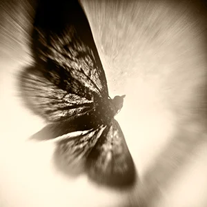 wings_8269.jpg