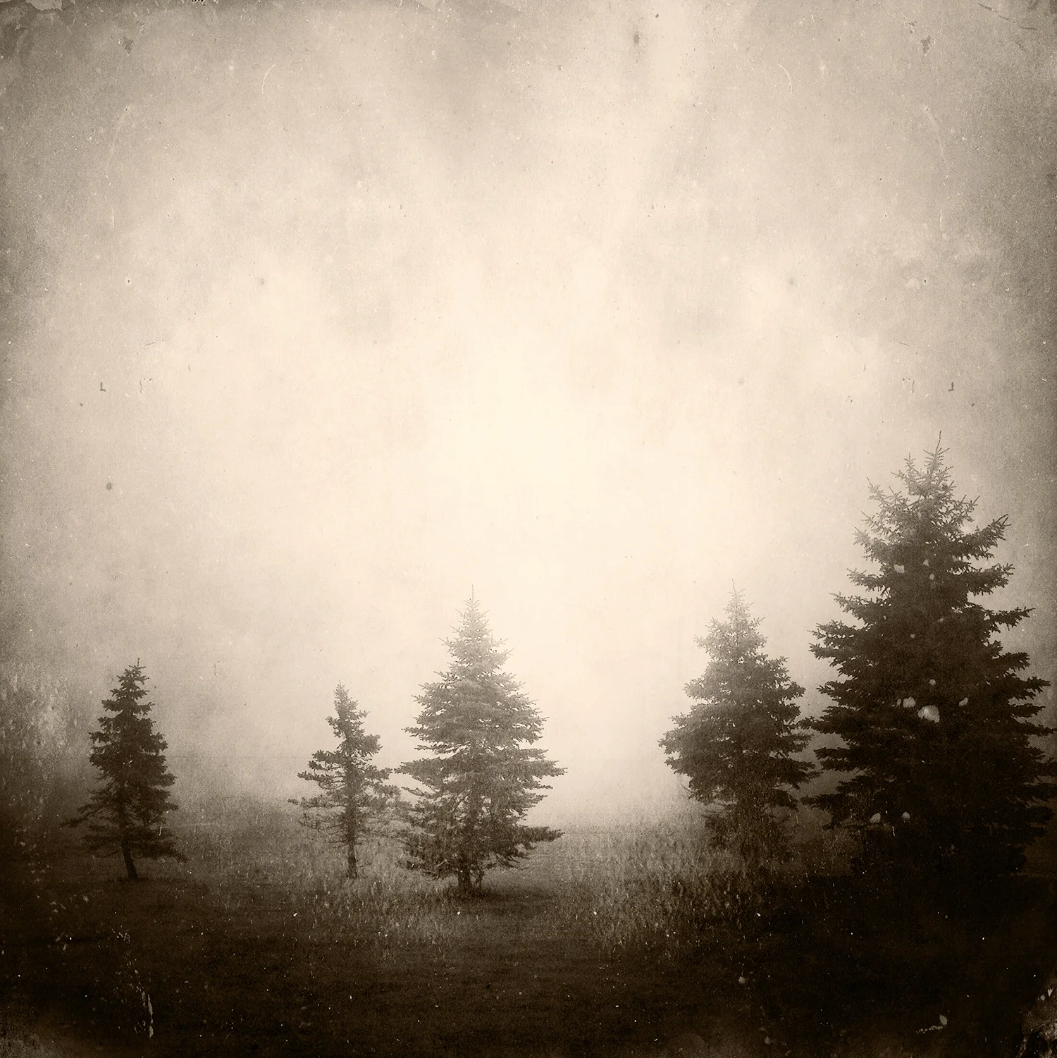 trees_2688.jpg