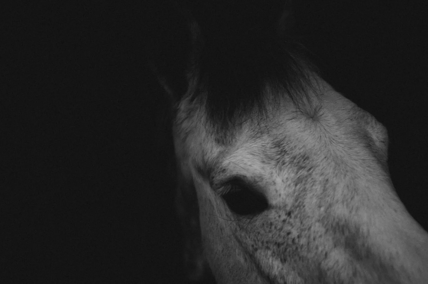 Horse 1