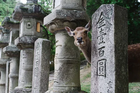 The deer in Nara actually bow to be fed by tourists