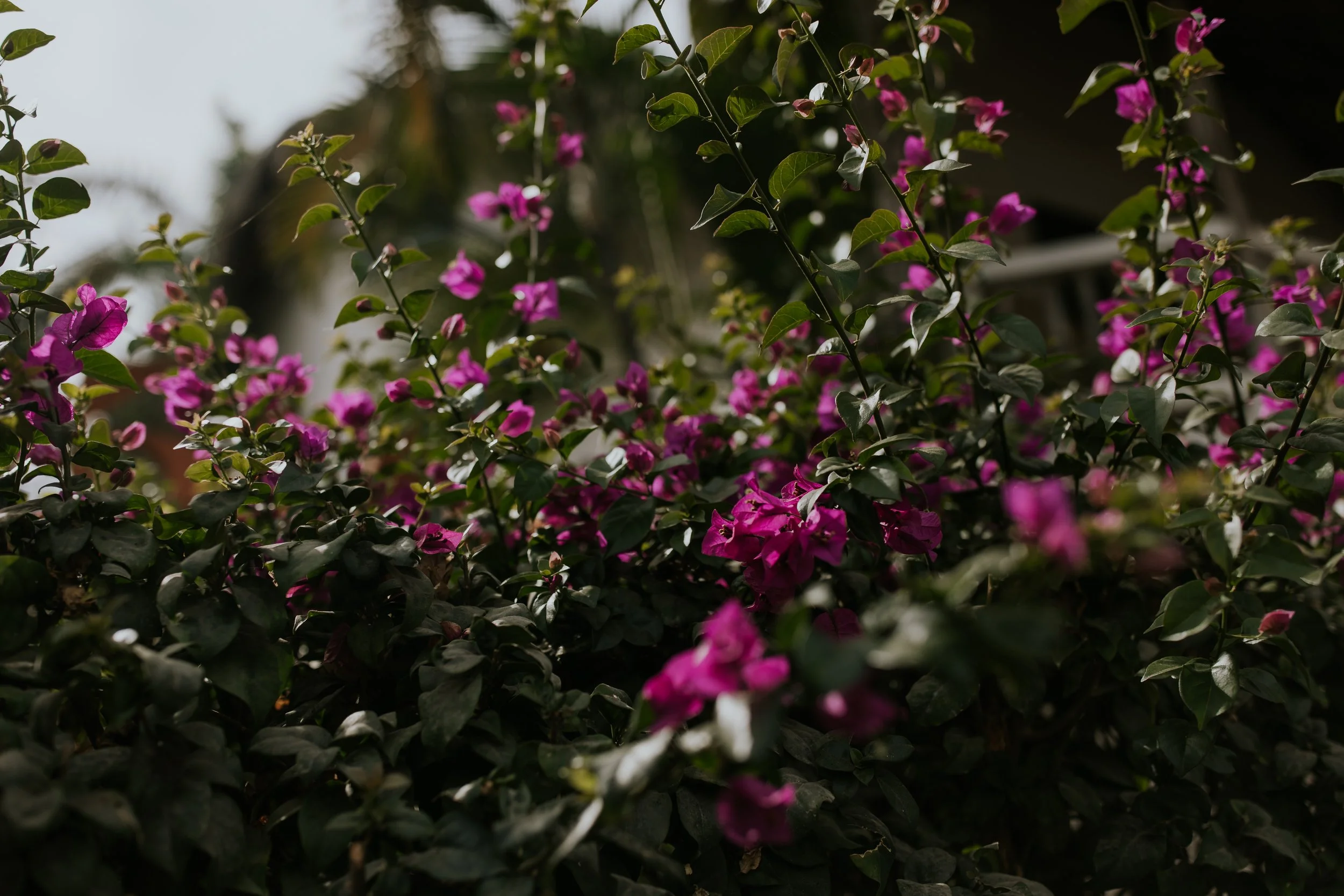 sayulita-wedding-photographer-1351.jpg
