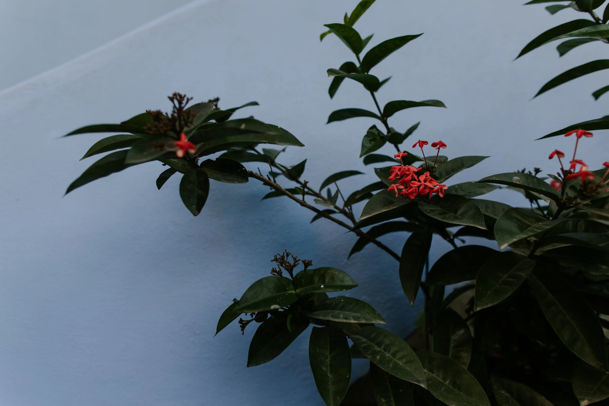sayulita-wedding-photographer-0762.jpg