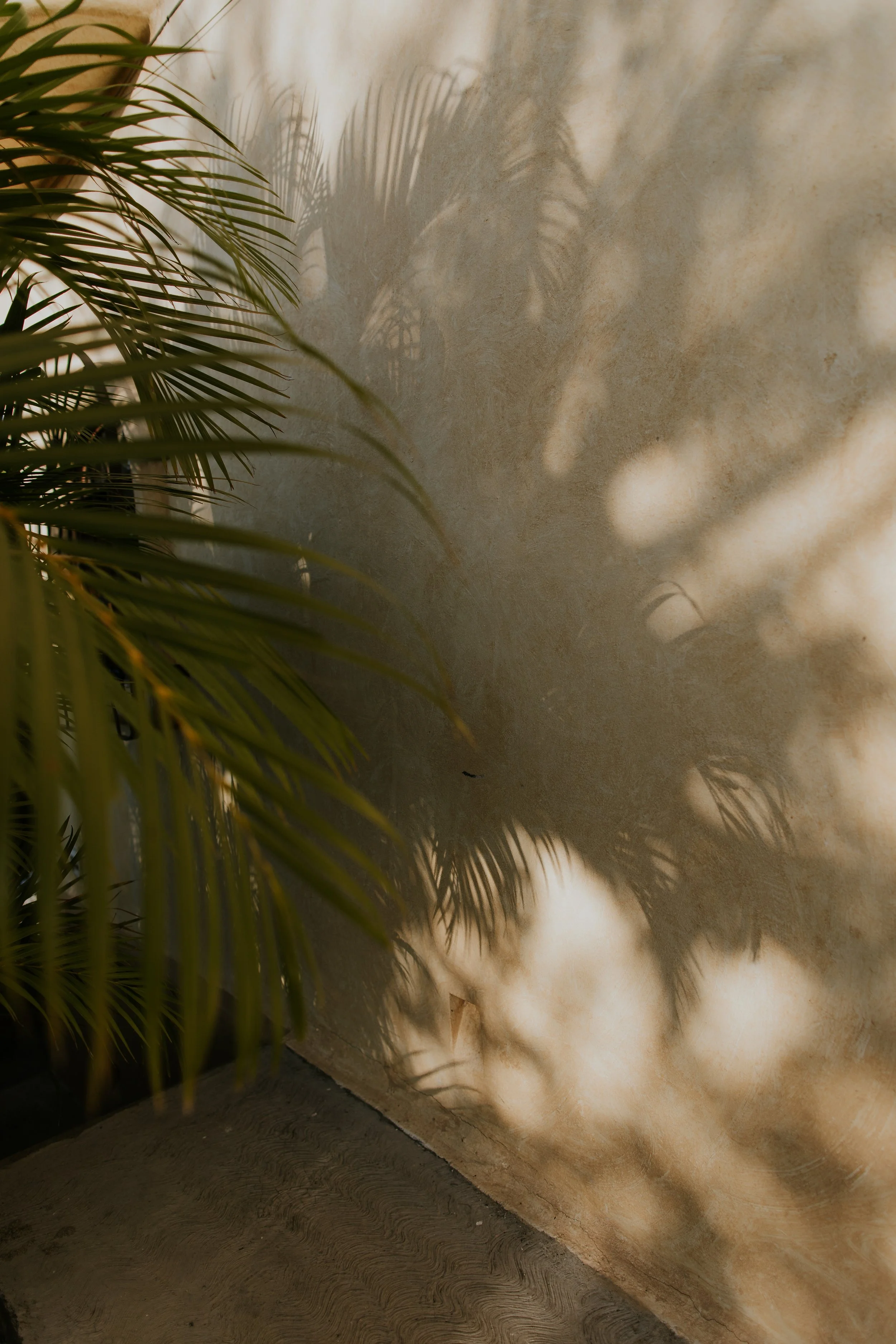  shadow and light on stucco wall with tropical fern during destination wedding 