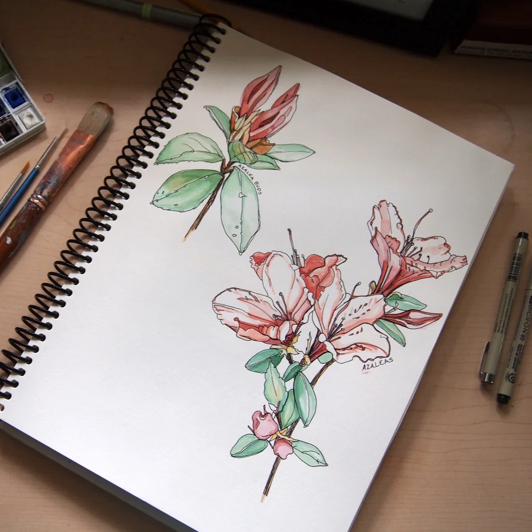 From Pencil to Ink, How I Mastered Drawing