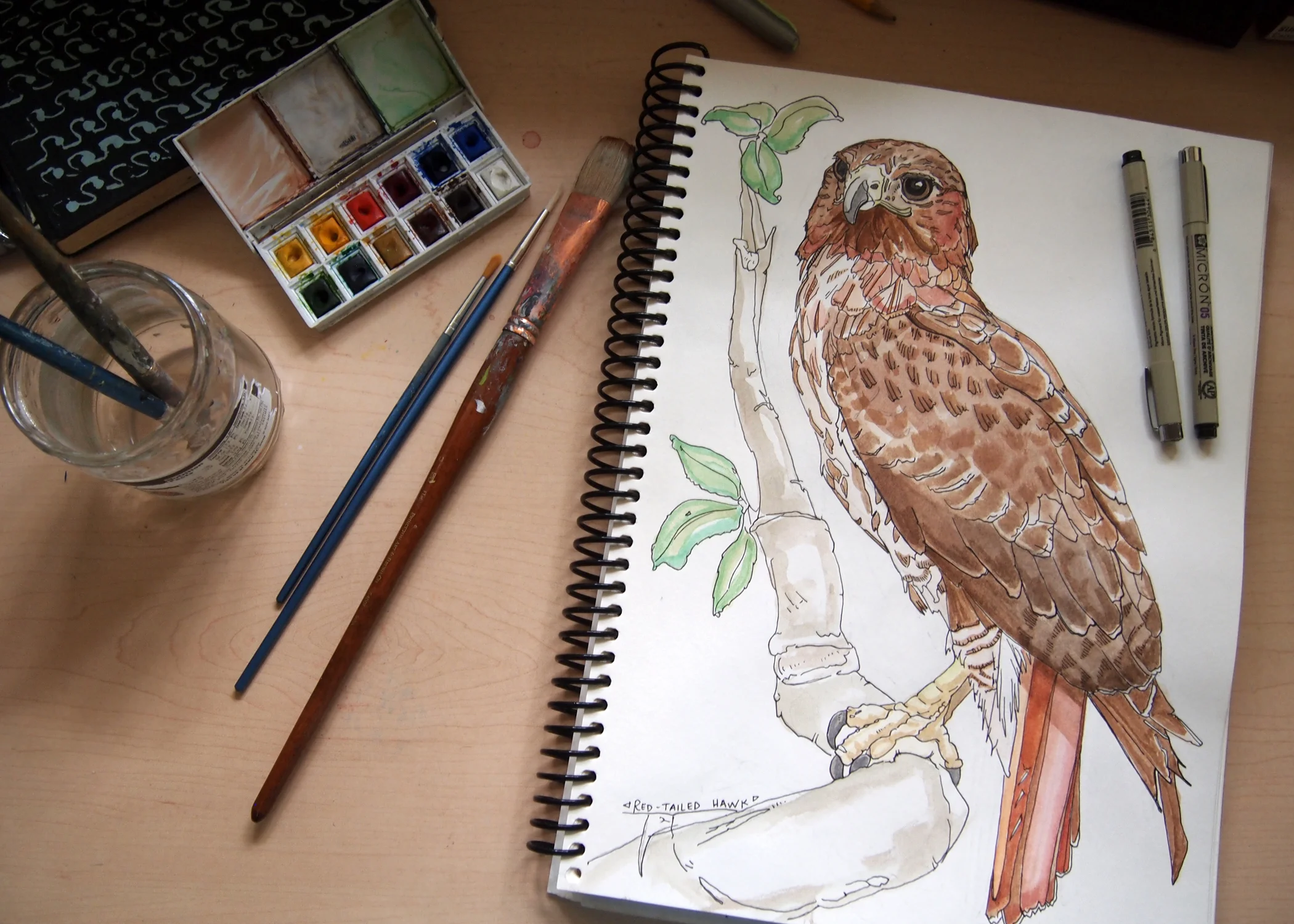 Ink and watercolor drawing of a red-tailed hawk.