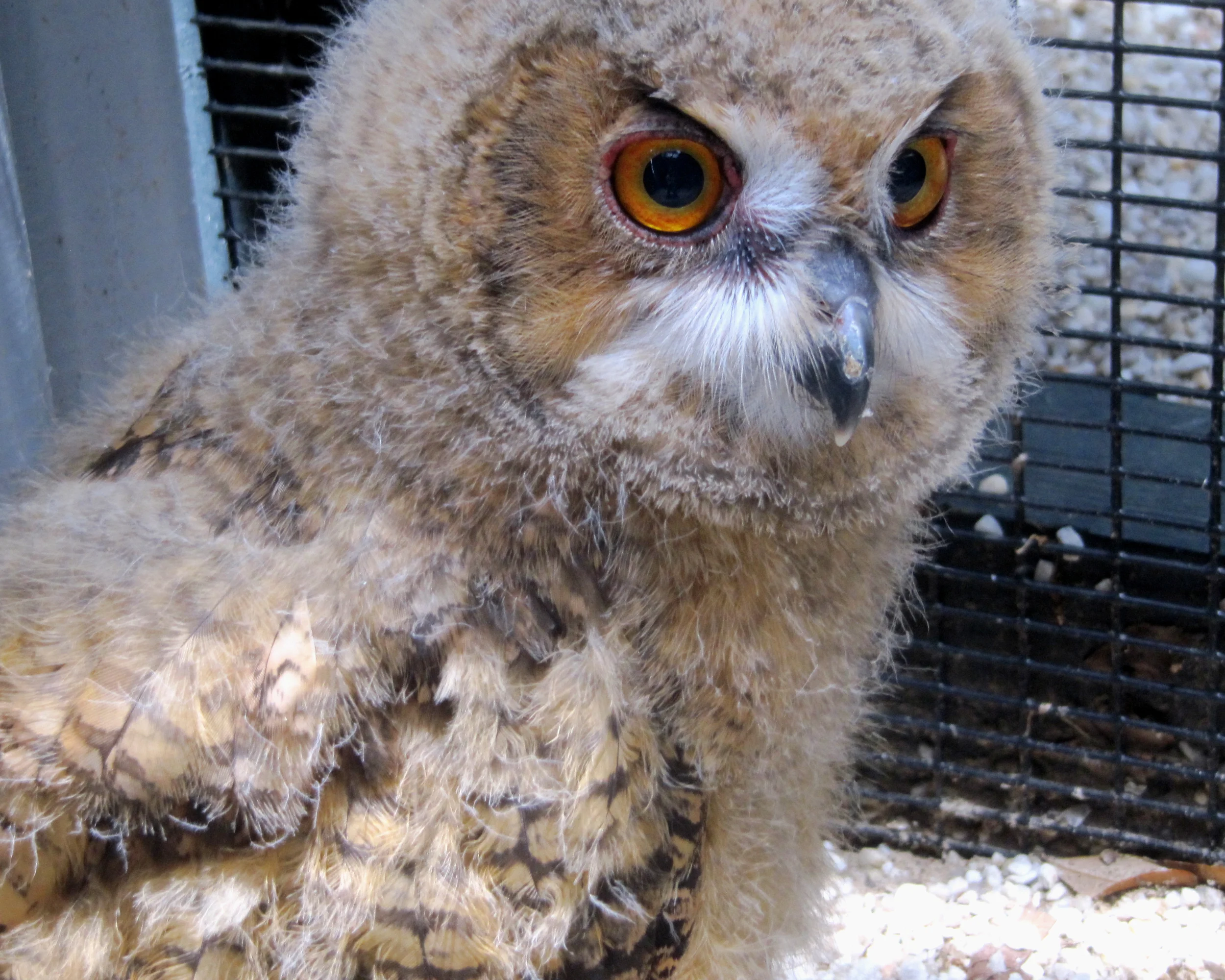 Eurasian eagle owl chick at the Center for Birds of Prey in Awendaw, SC.