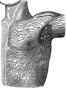 Superficial Lymph Circulation 