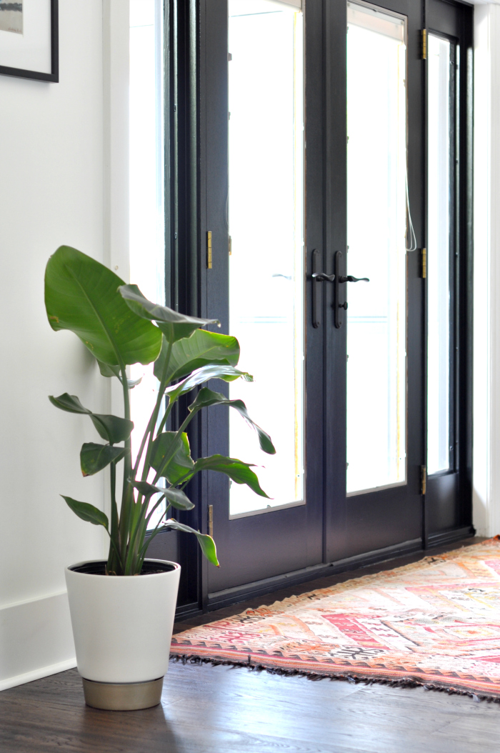 painted black doors green plant.jpg