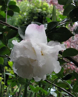 IMG_4933.JPG