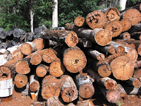 Logging.jpg