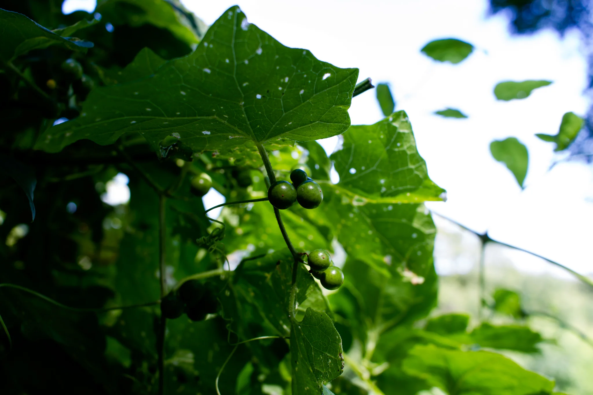 Visiting Vienna's Vineyards on the Fourth of July 4