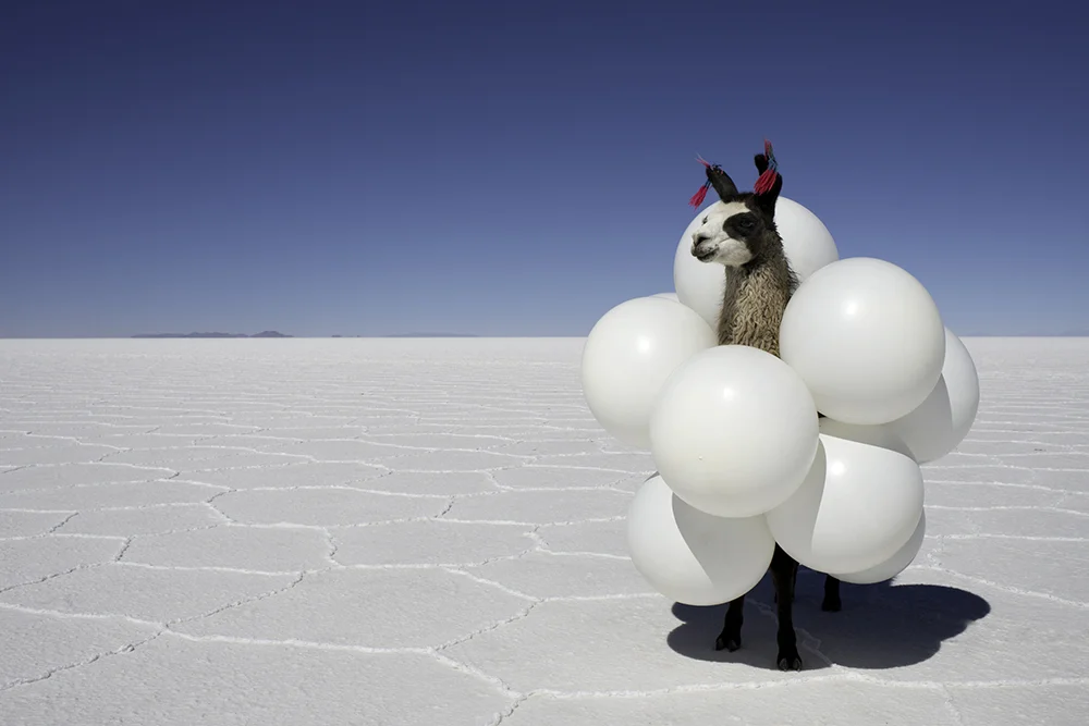 I love basically everything that the incredible Grey Malin does and would love to have some of his photography in my home. I don't know if this llama is it...but this llama may be TOTALLY it.
