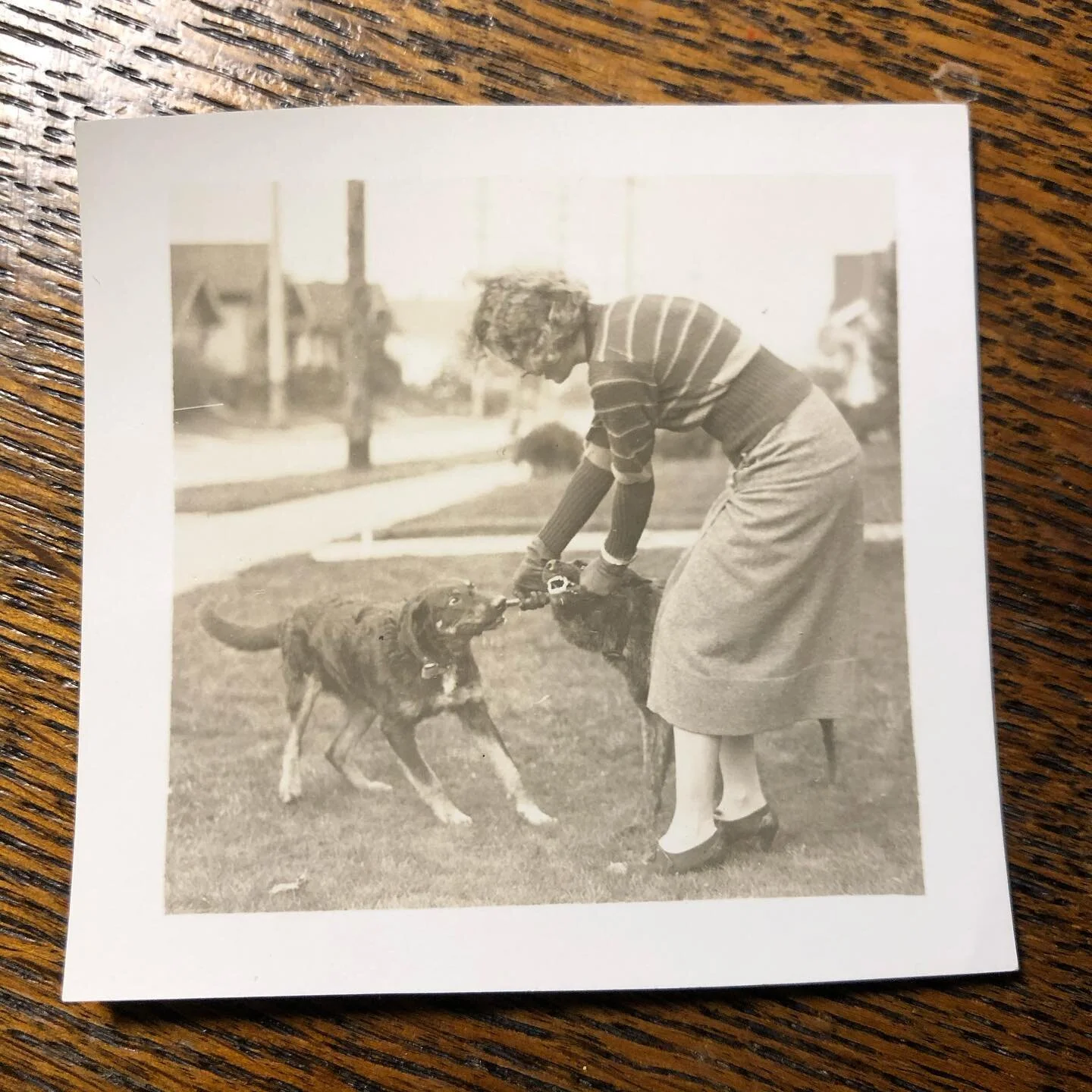 Mary Pearson in a game of tug of war. As a grandmother she was always very kind to animals. Both dogs pictured here have emerged in other photos, some seen in previous posts. #oldphotos #1930s #dogs #seattle #pacificnorthwest #vintagealpine