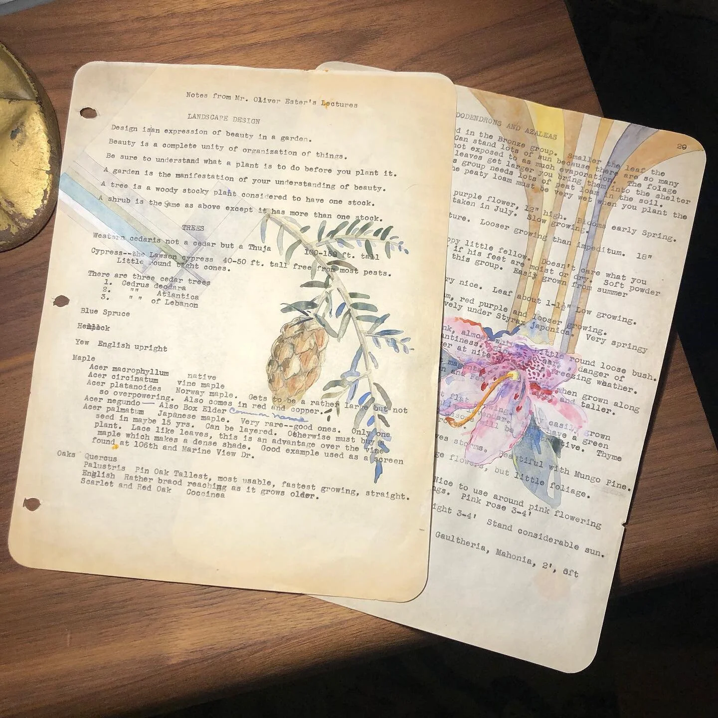 Mary E. Pearson was active in Seattle's burgeoning ecological conservation culture. Prior to serving as First Vice Chairman of The Arboretum Foundation in 1958, Mrs. Pearson independently studied Pacific Northwest flora both on the rugged slopes of t