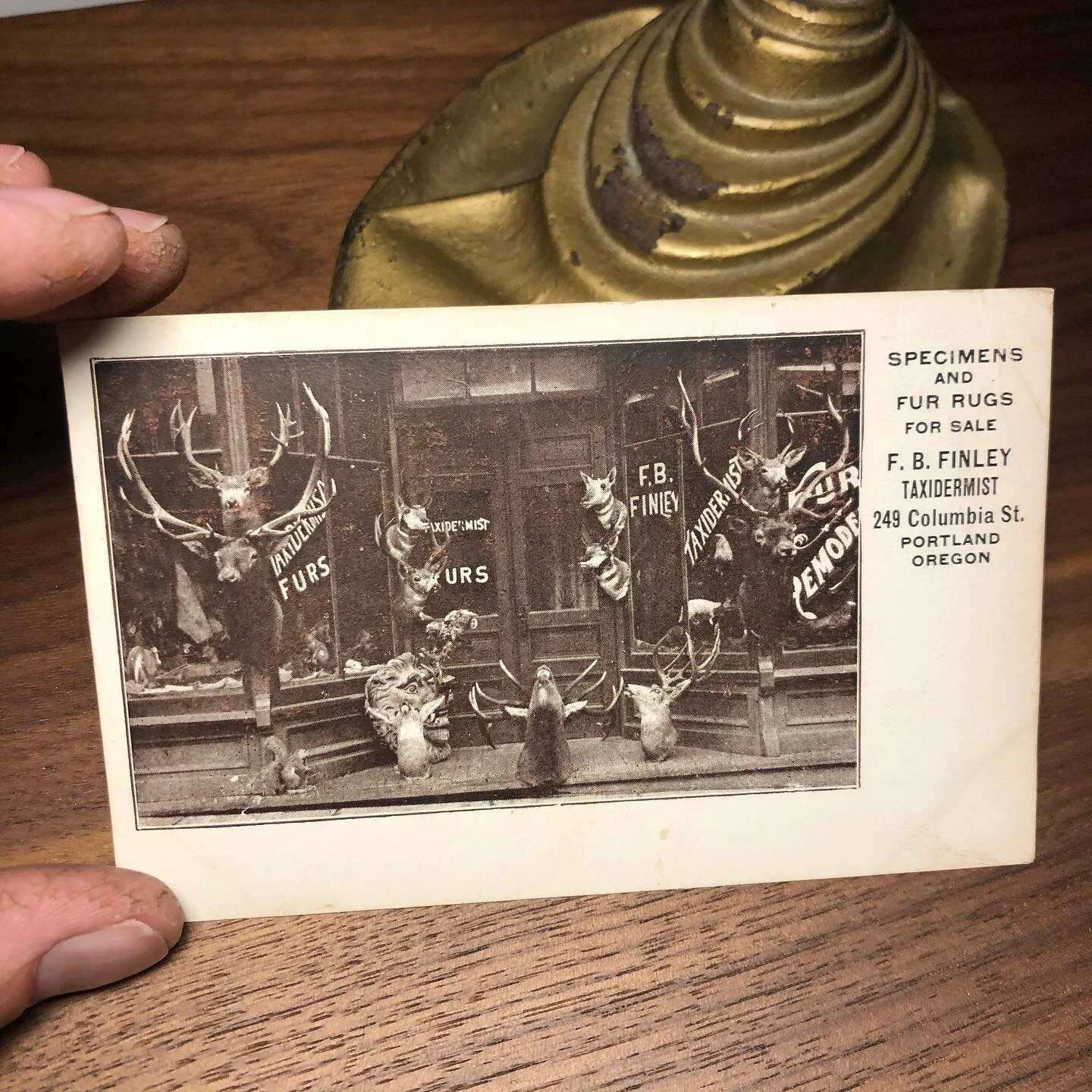 1912 postcard: Taxidermy Specimens and Fur Rugs, JB Finley. Black and white photo-lithograph street taxidermy advertisement. Shows mounted elk, deer and antelope heads, as well as one large plaster or stone mask and a cement squirrel door stop. Postm