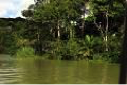 Jungle River
