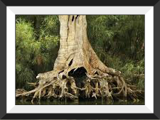 This tree stands alone on the bank of the river Pucuro, at the bottom of the trail behind our house... 