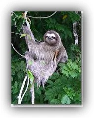 image of Sloth-2.jpg