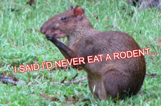 BLOG 85 CAPYBARA.jpg