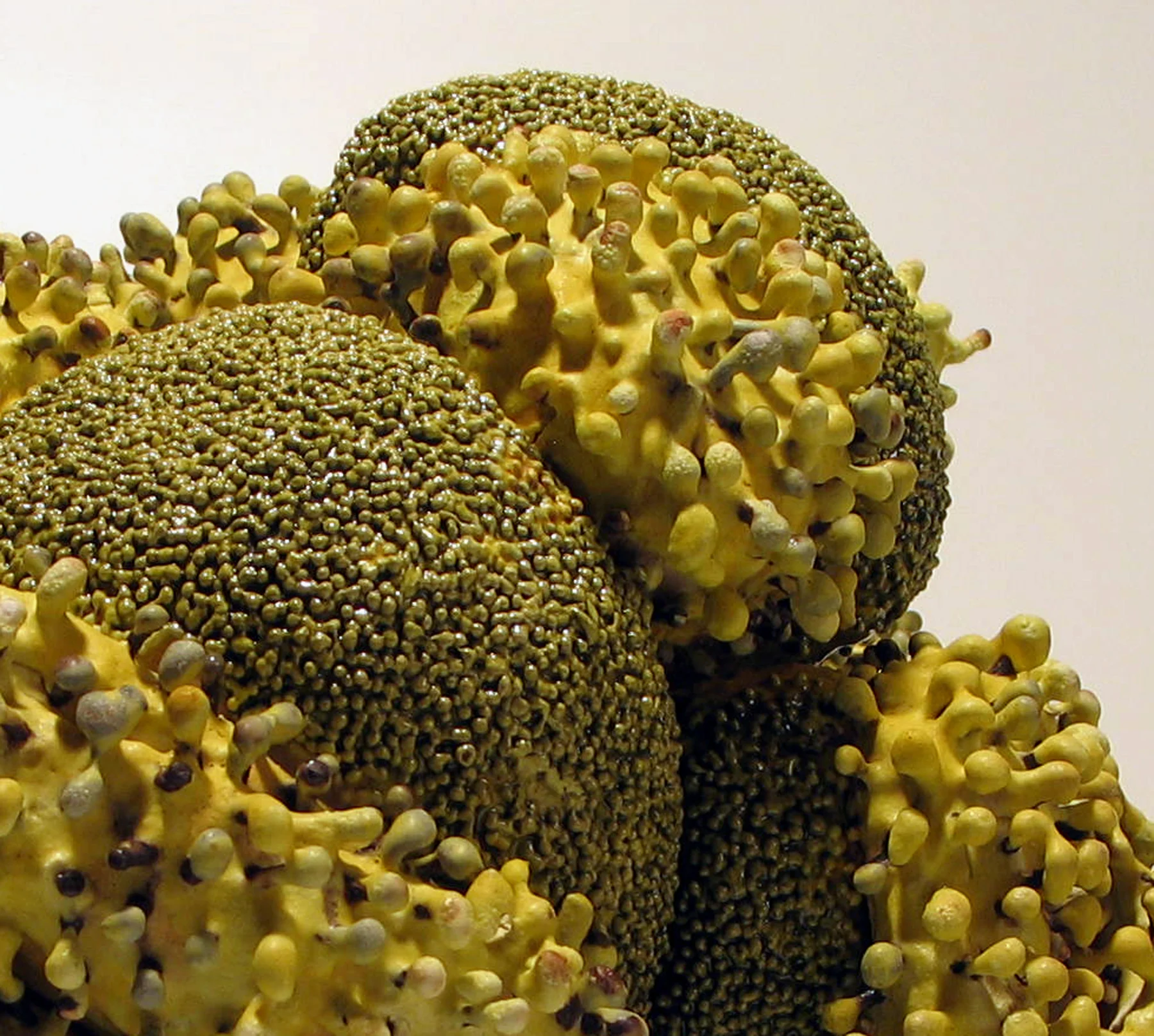 sprout : detail