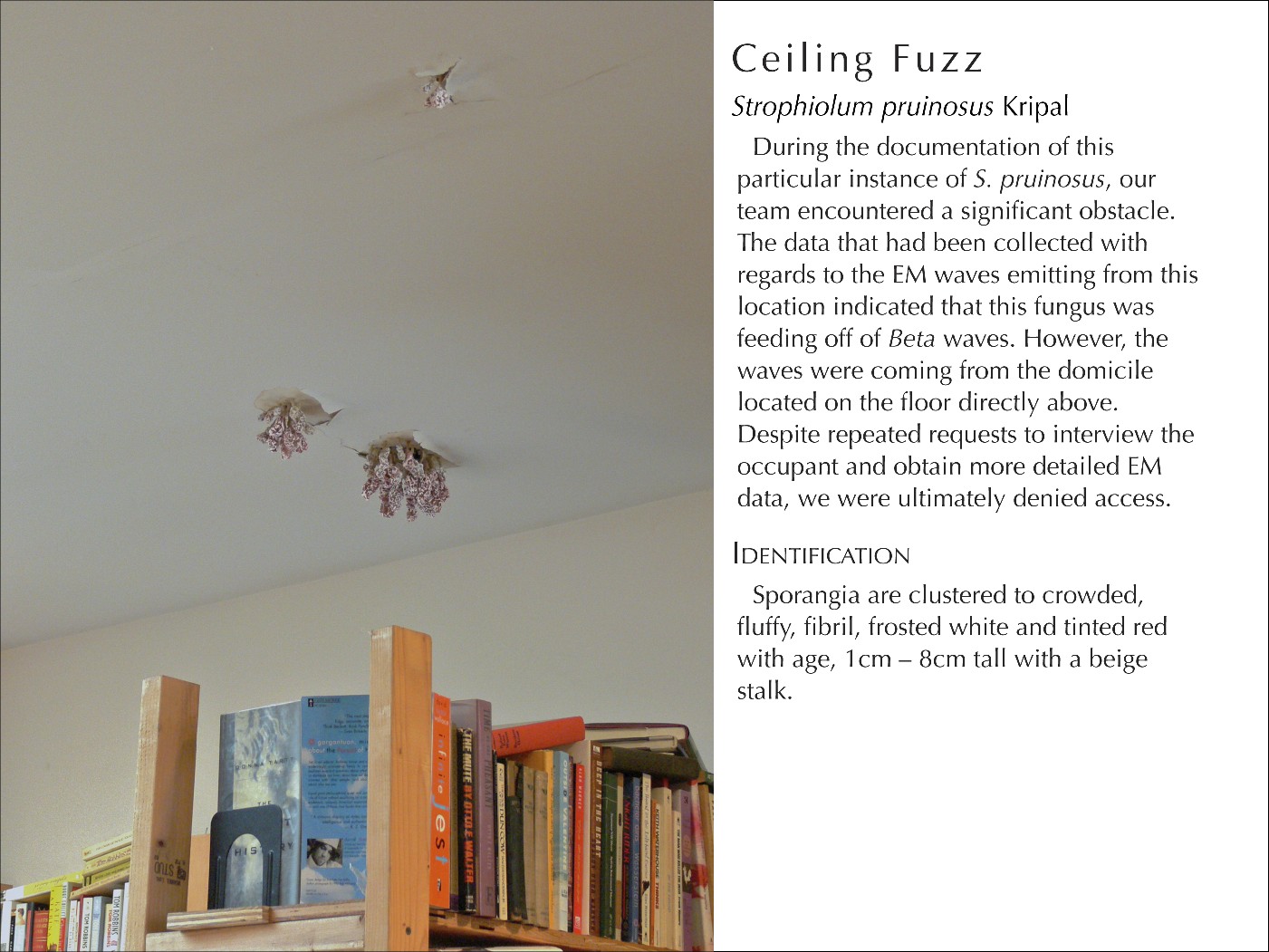 CeilingFuzz2_WText.jpg