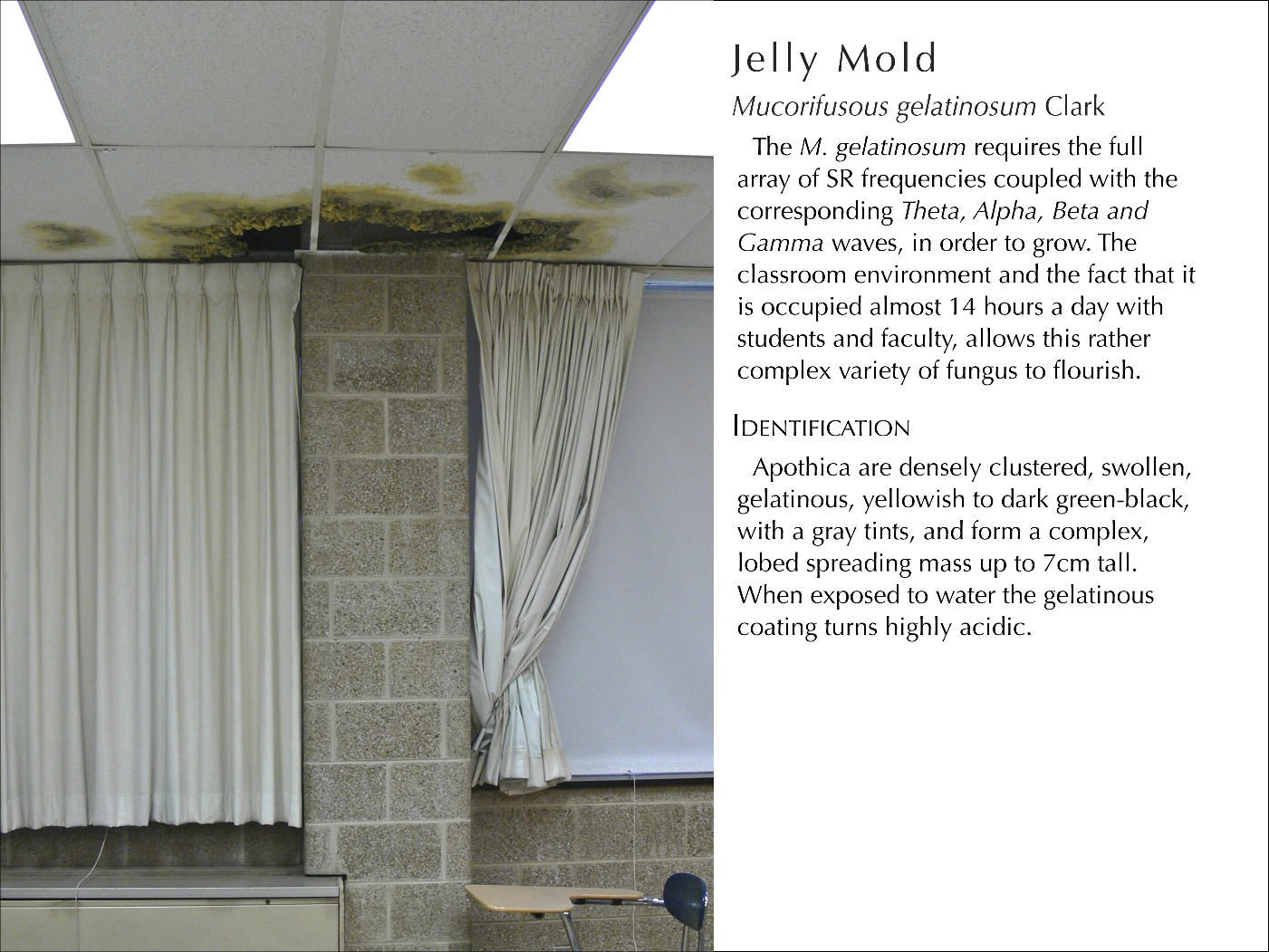 JellyMold_WText.jpg