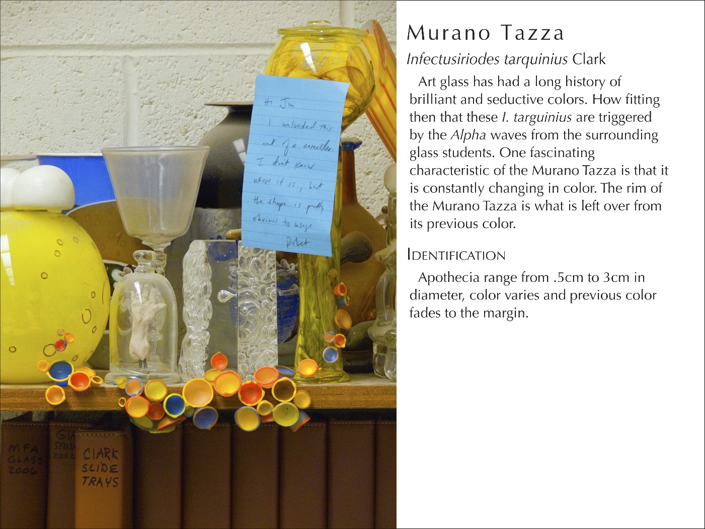 MuranoTazza2_WText.jpg