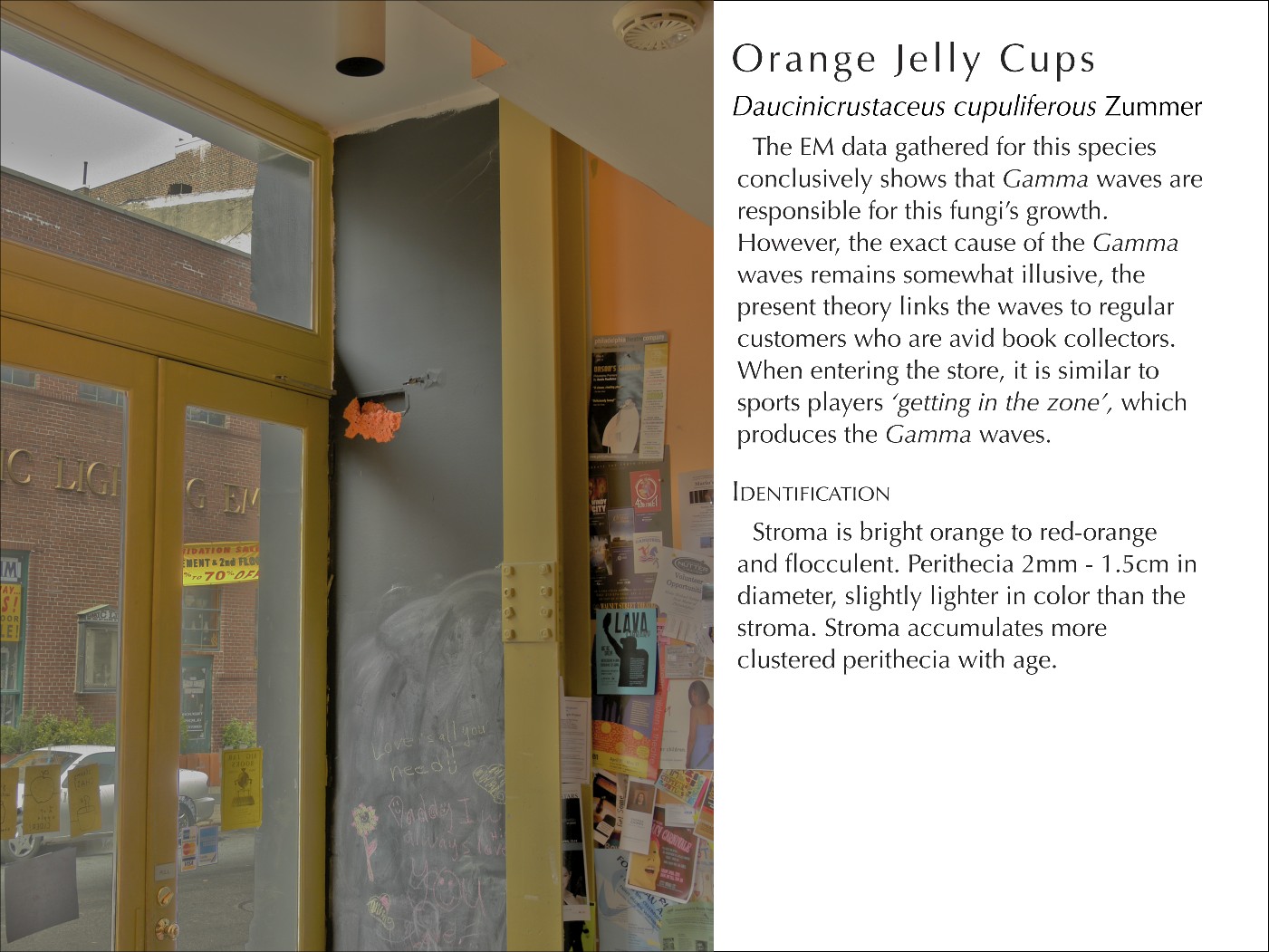 OrangeJellyCups_WText.jpg