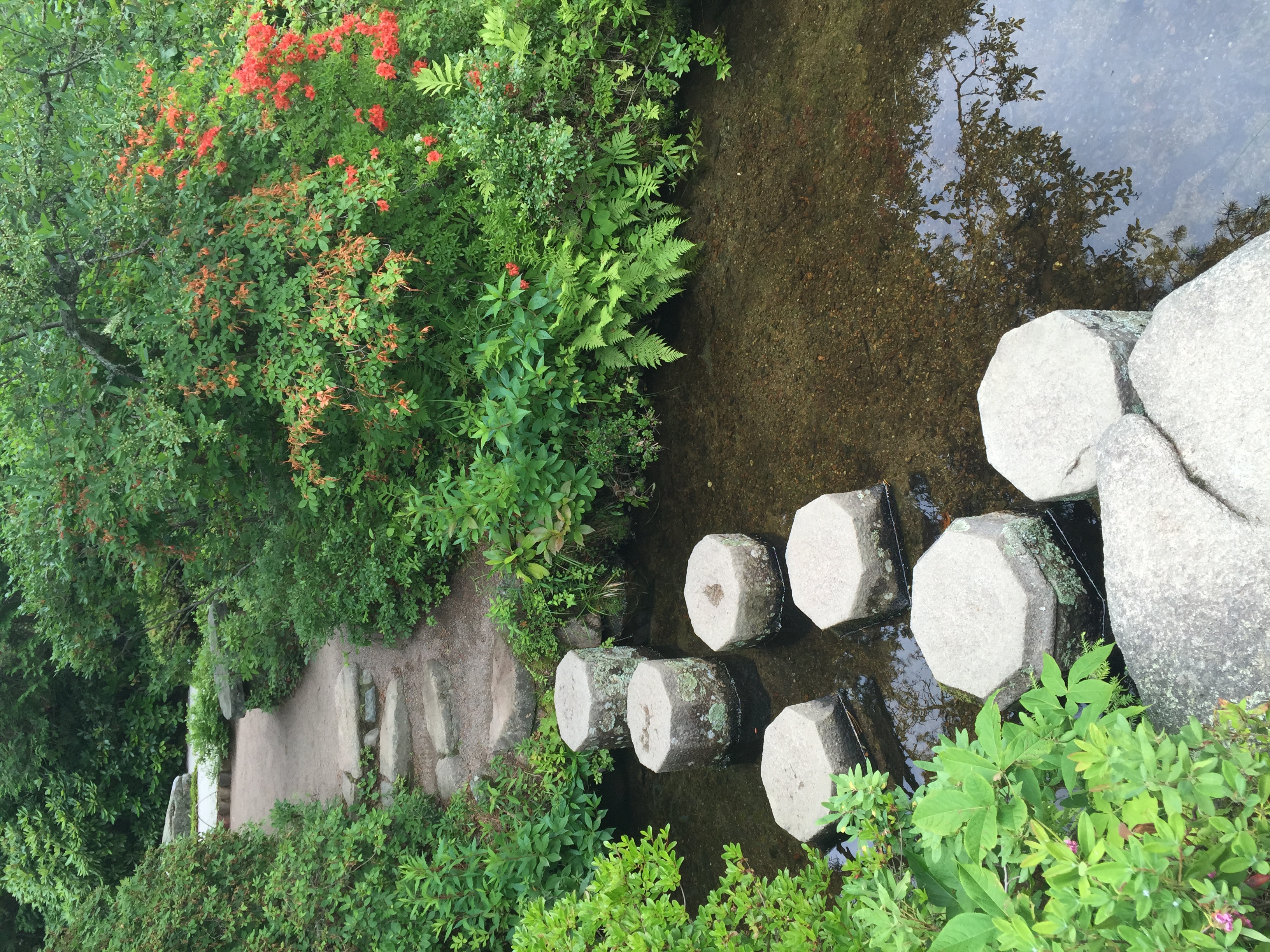 Stepping stones in the Azalea Garden.