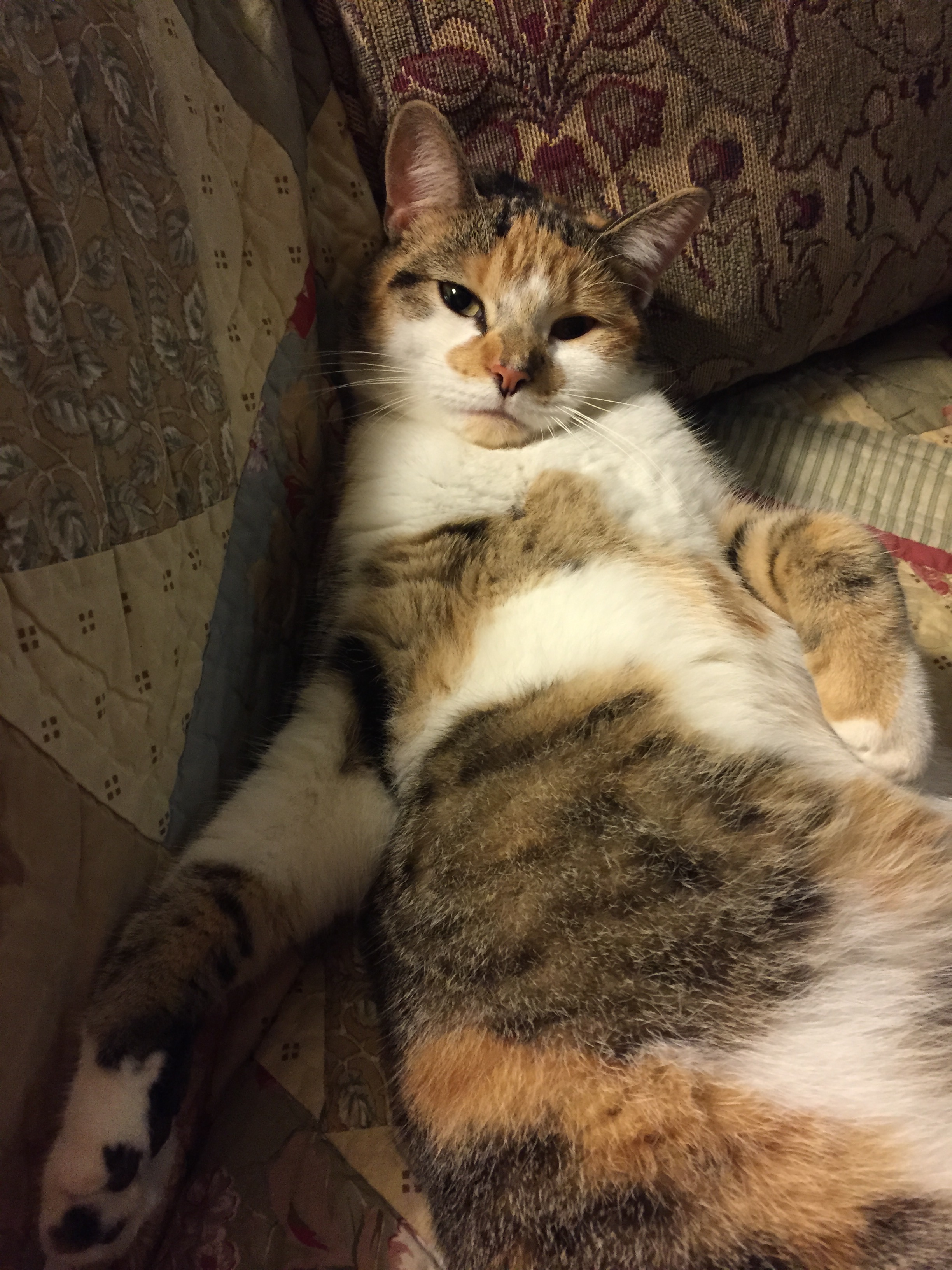 Trying to look cute and get a little custard.