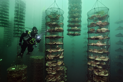 Japanese scallop farm
