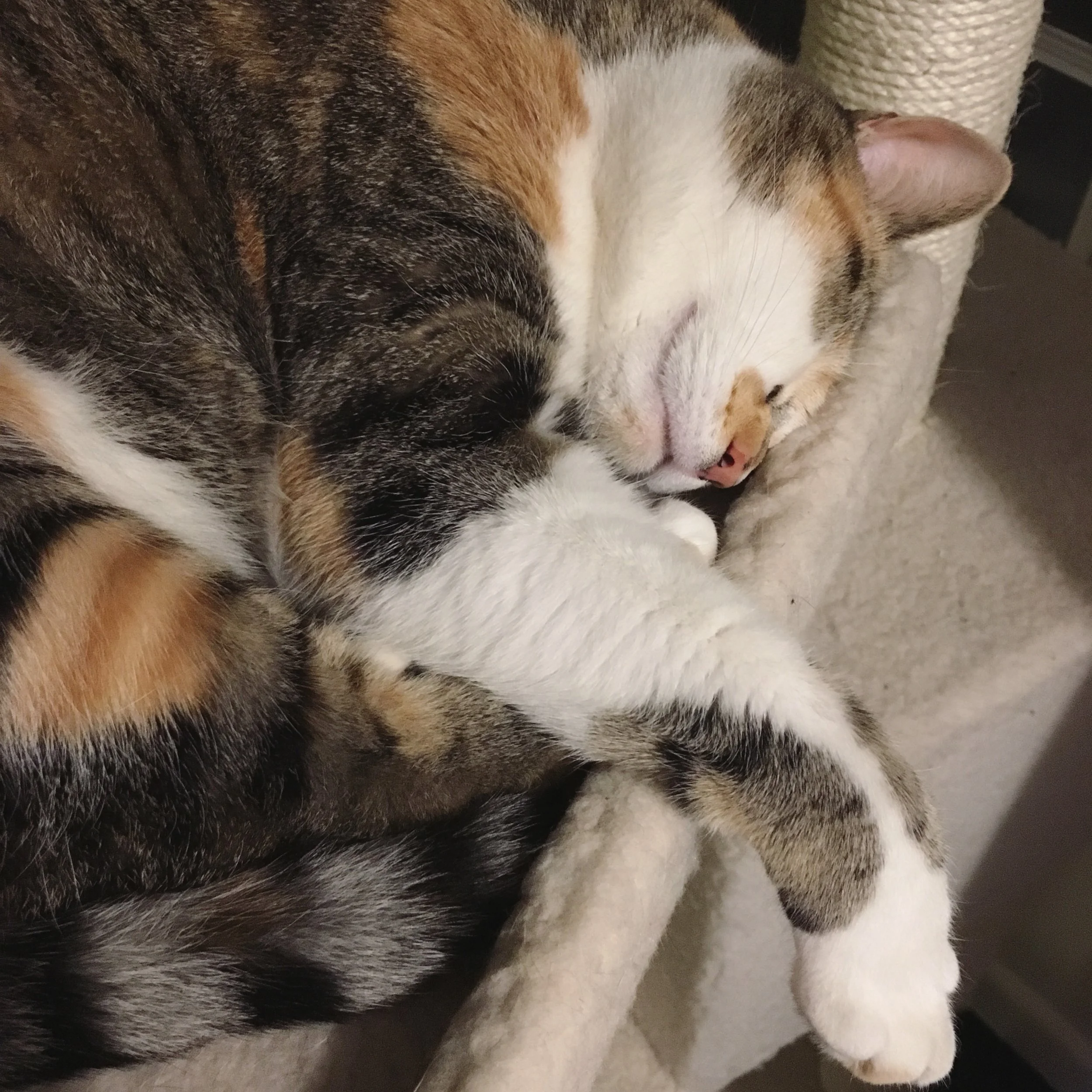 Perine (Purr-In): Named for an ancestor of my mom's that she discovered while doing genealogy. It's the French version of Petrina.