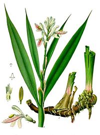 Galangal