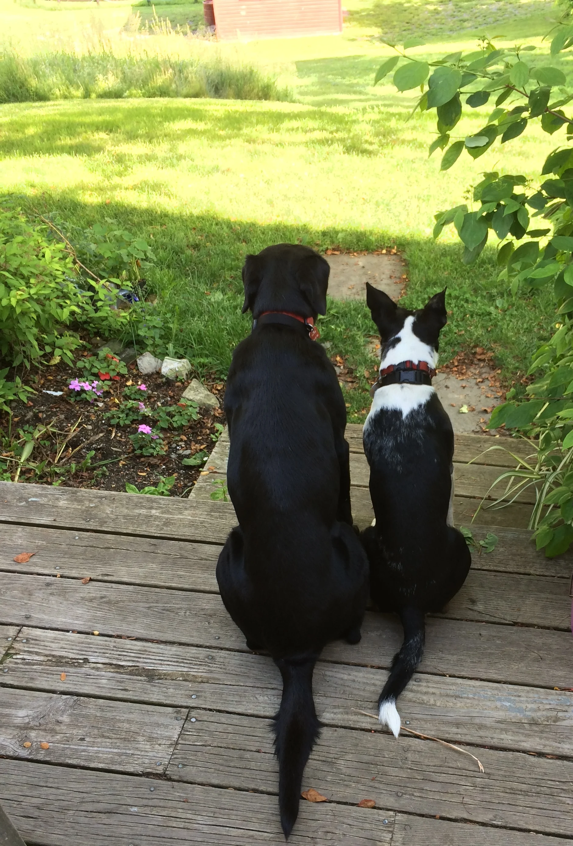 Wellness Mobile Veterinary Care