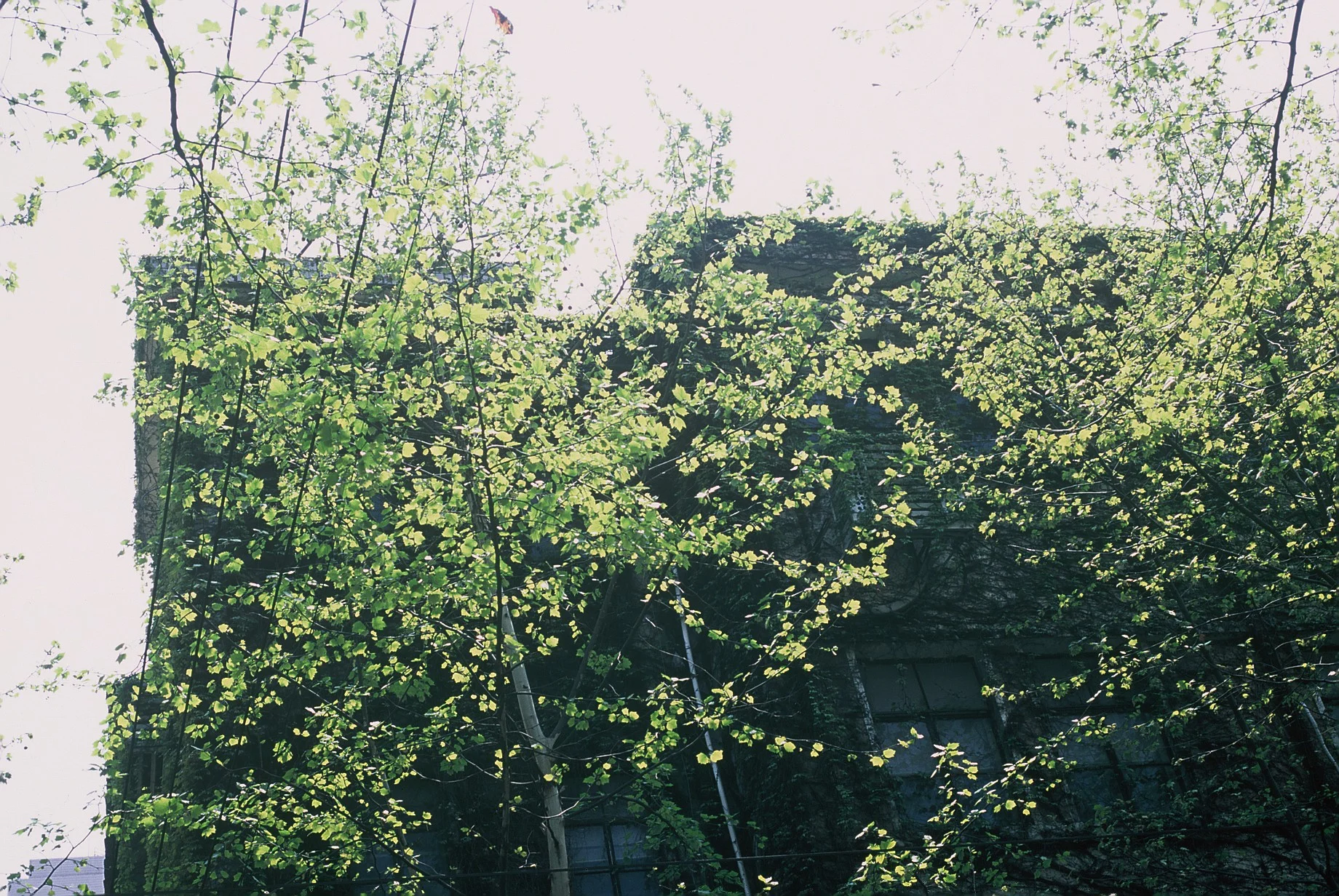 4154_028.JPG