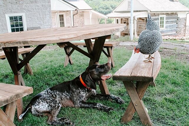 Caption this
.
.
#gsp #birddog #pointer #barredrock #backyardchicken #germanshorthairedpointer #freerangechicken