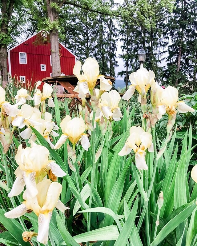 Iris &amp; Peonies finally in bloom!
.
.
#beardediris #iris #springflowers #peonies #lancastercounty #lititz
