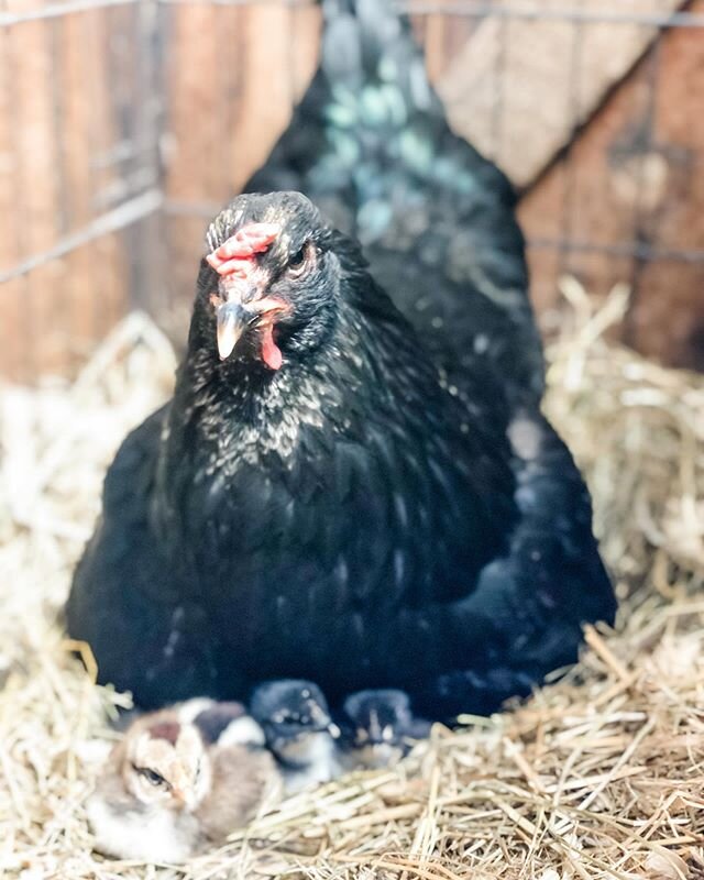 Protective mama hen death stare 👀
.
.
#broodyhen #mamahen #chicks #babychicks #chickensofig #bcm #blackcoppermarans