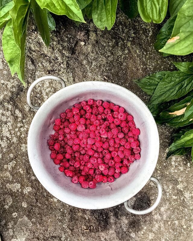 Fresh from our raspberry patch!
.
.
#freshlypicked #freshraspberries #raspberrypatch #berrypicking