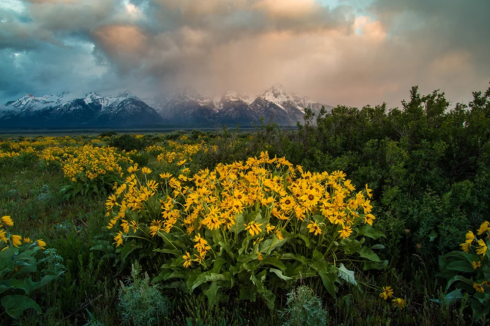Grand Tetons from Antelope Flats