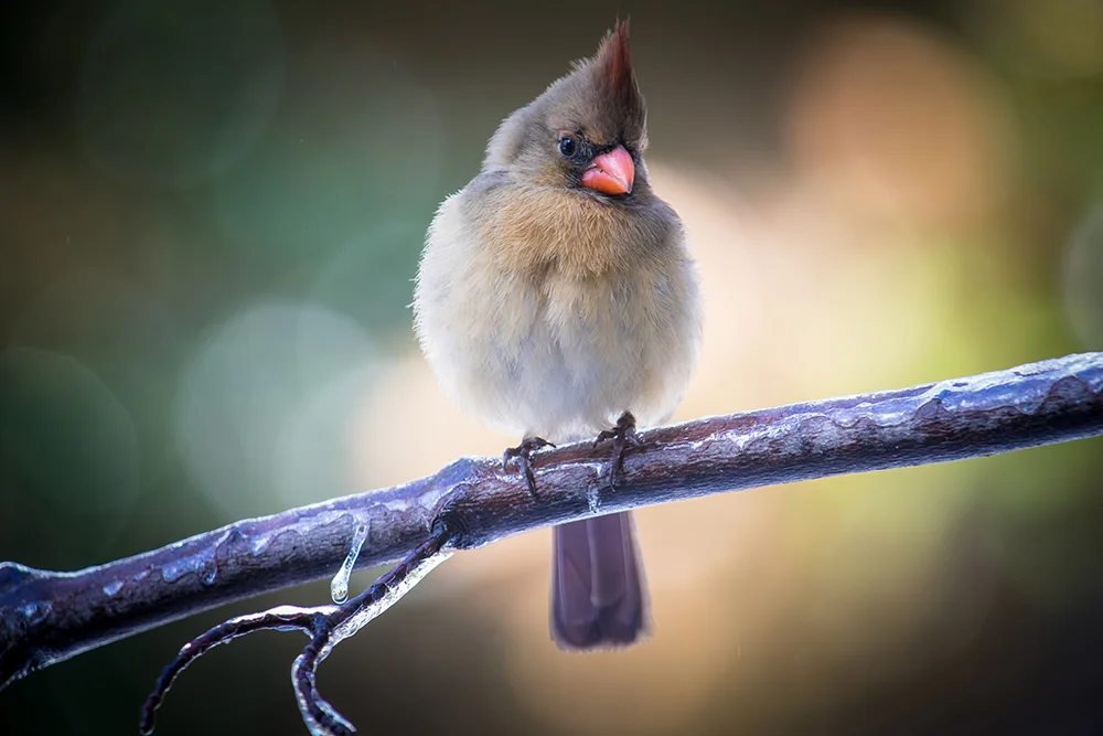 Female Northern Cardinal