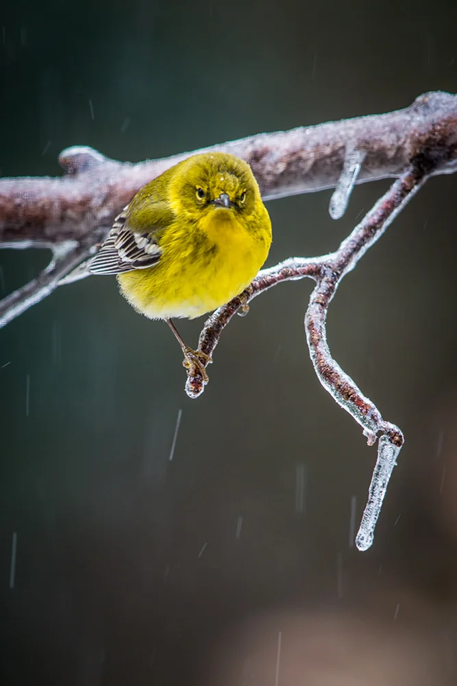 Pine Warbler