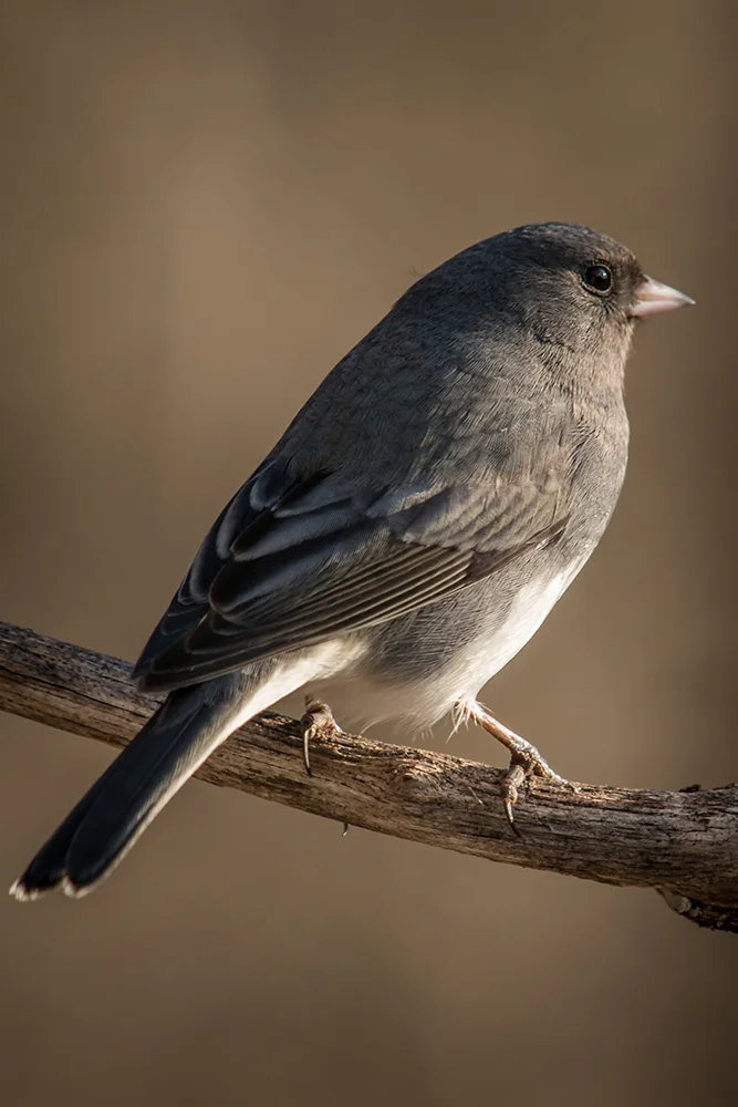 Dark eyed Junco